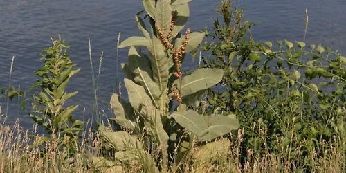 Mullein Tincture Class