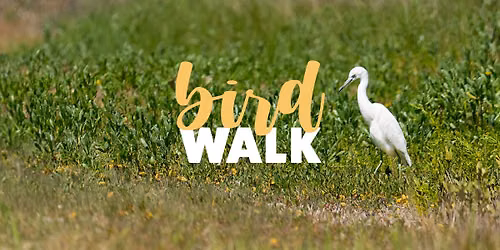 Guided Bird Walk at Anastasia State Park!