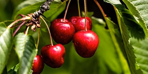 Brentwood Cherry Harvest