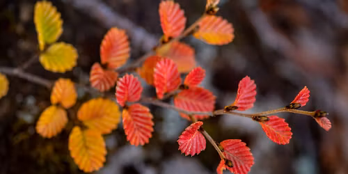 Mt Field Fagus & Fungi 3 day Photography Workshop