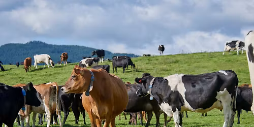 Ruminant nutrition session with Sollus Nutritionist, Dr Joe McGrath