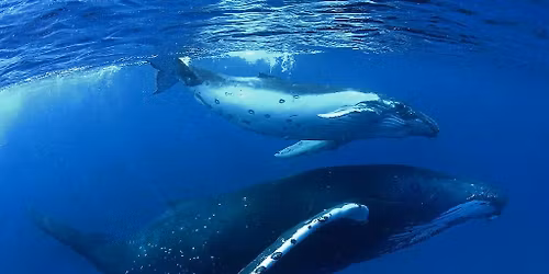AVISTAMIENTO DE BALLENAS E ISLA CORAL