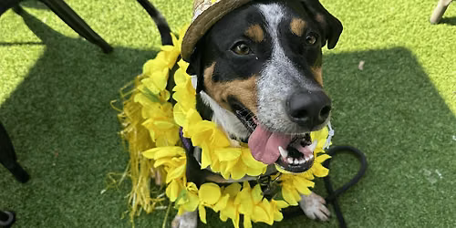 Pups Paw Hana Brunch Benefit