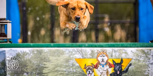 Canine Superheroes 2026 Spring Splash | Wild Card!