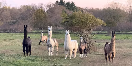 Annual Llama Farm Open House