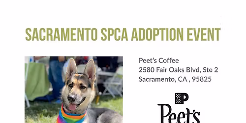 Coffee Date with Adoptable Dogs!