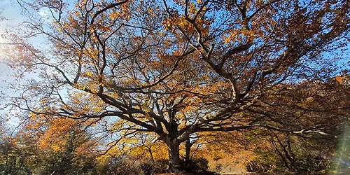 Anello Autunnale alla Faggeta Canfaito: colori d'Autunno