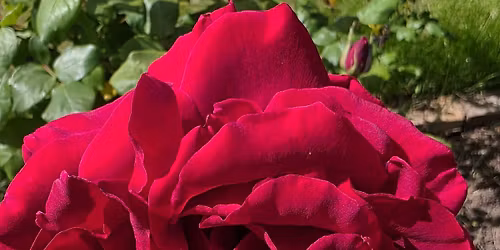 Taradale Christmas Produce Swap