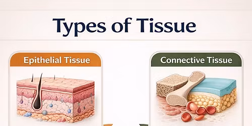 Visceral assessment and treatment  