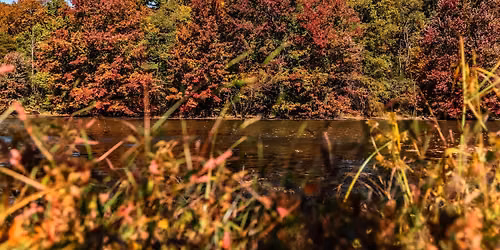 Nature & Forest Therapy 
