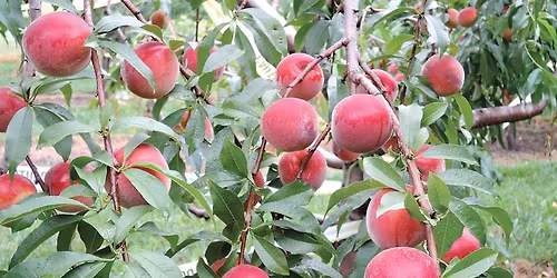 Bareroot Fruit Tree Sale Order now for Spring Pickup May 2nd-4th Weekend 