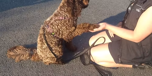 H\u00e5ndteringskurs Del1 p\u00e5 AniCura Sandnes