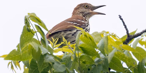 Beginner's Bird Walk at Veteran's Park
