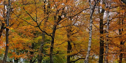 Shamanic Retreat Dartmoor 2026