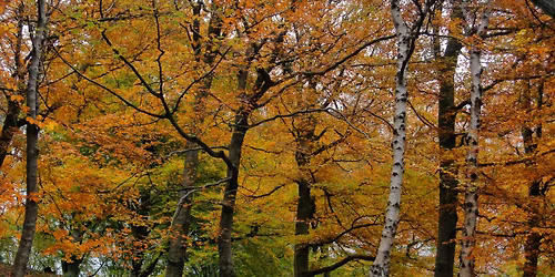 Shamanic Retreat Dartmoor 2026