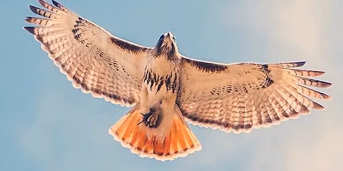 Hawk Watch