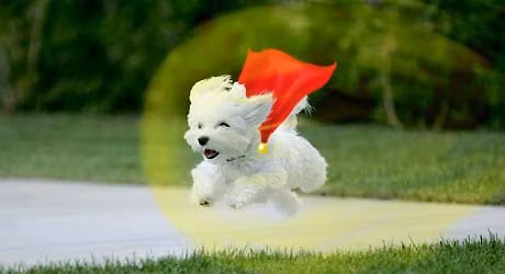 New Year 2026 - Puppy Power Classes - 6 Classes, starting Wed 14 January