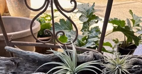 Plant Camp - All Things Air Plants 6\/27