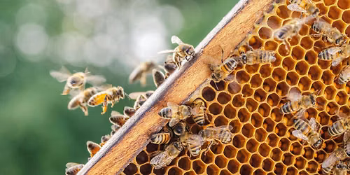 Beekeeping Basics: Preparing for Bees