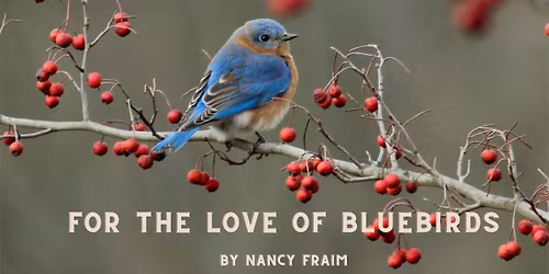 For the Love of Bluebirds 