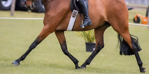 Longford Agricultural Show Society - Show Horse  