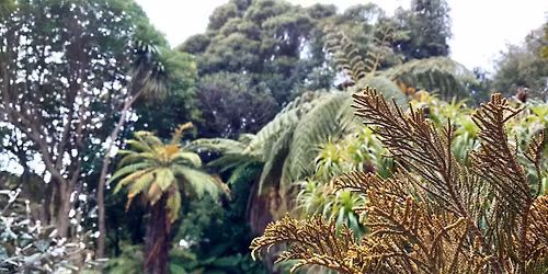 Curator Tour - Native Plant Collections