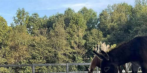 Stretching & Meditation with Horses: Wednesdays at 6 PM
