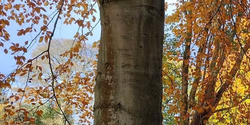 Forage and Ferment Workshop