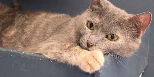 F2F\u2019s annual catastrophic garage sale