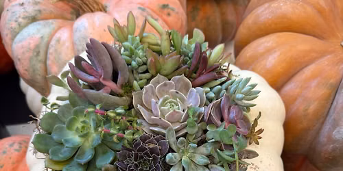 Succulent Pumpkin Workshop (Tempe)