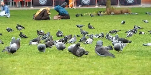 Manchester Stringfoot