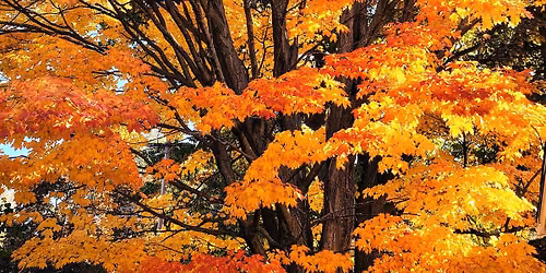 Join us for a Fall Foliage Tour in beautiful Highland Park!
