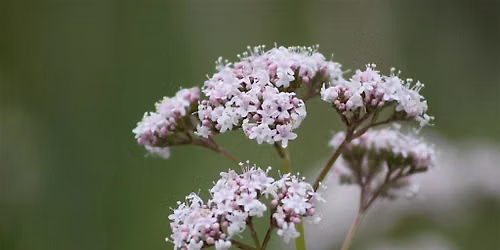 New Moon Medicine Making Series: Libra & Valerian