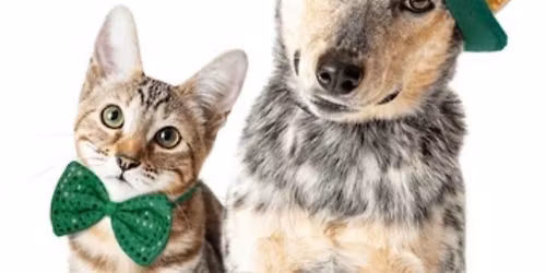 Shamrock & Pawprints