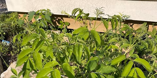 Back Yard Herb Talk: ELDER!