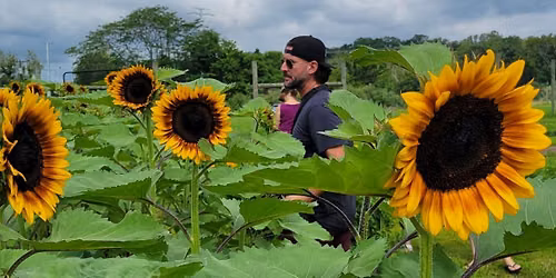Bellemont Sunflower Festival