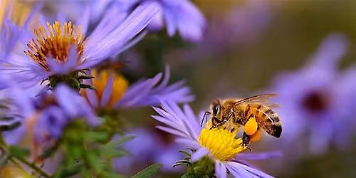 Spring Fest: California Pollinators and Plants Workshop