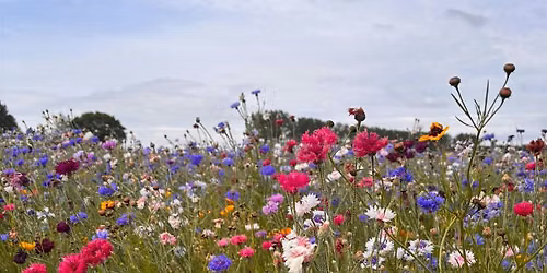 Bloom : Flowers, Flow & Frequency