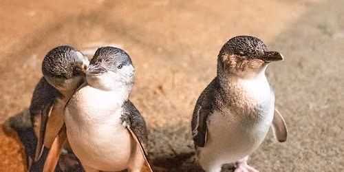 Phillip Island: Guided Tour from Melbourne + Wine, Lunch & Penguin Parade (Melbourne) Tickets