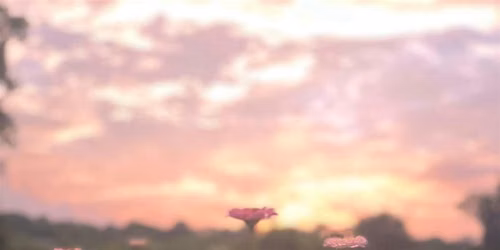 Flow with the Flowers - Sunset Session