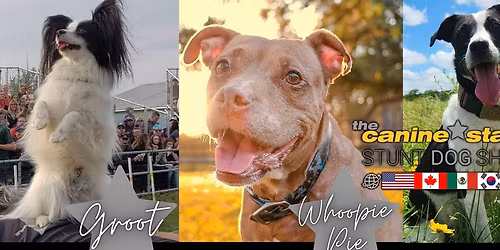 The Canine Stars Stunt Show