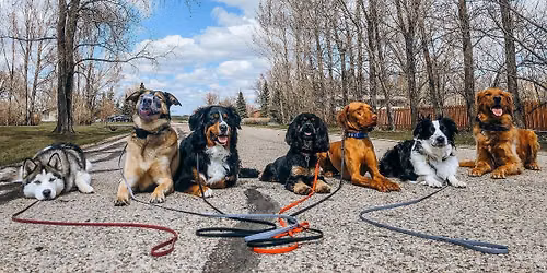 DOG TRAINING PACK WALK (FREE)