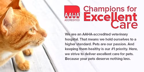 Ann Arbor Cat Clinic Bake Sale