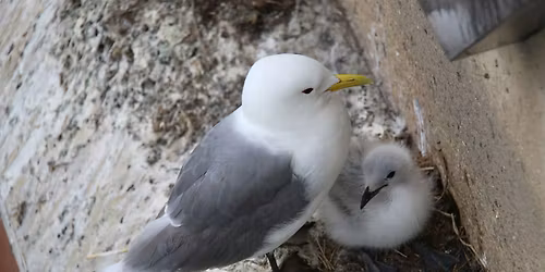 Kittiwake Talks