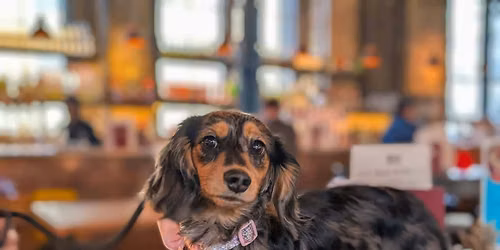 Glasgow - Dachshund Pup Up Cafe \u2600\ufe0f