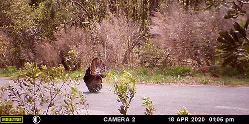 Thanksgiving on the Bear Cruise