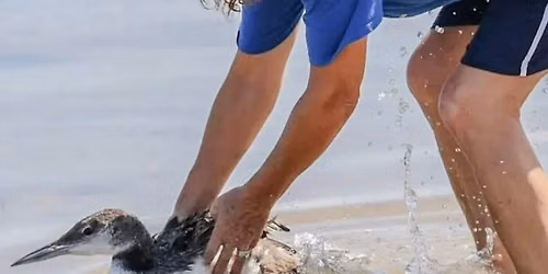 Birds in Helping Hands: Meet the Bird Rescue Crew