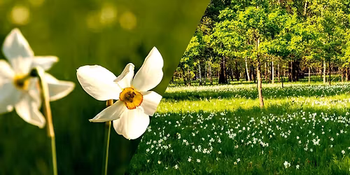 CALATORIE IN LUMEA FLORILOR LA POIANA NARCISELOR