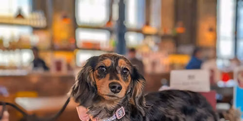 Liverpool - Dachshund Pup Up Cafe \u2600\ufe0f