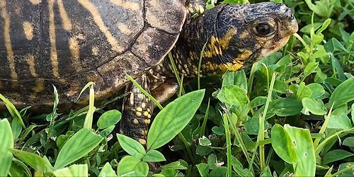 Florida Animals: Turtles 